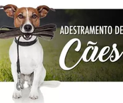 Adestrando Seu Pet